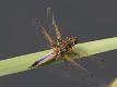 Libellula fulva male, maturing